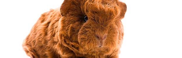 Guinea Pig Pup