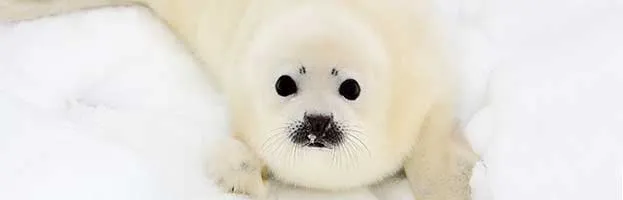 Harp Seal Pup