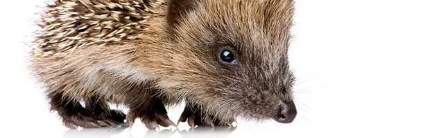 Hedgehog Hoglet