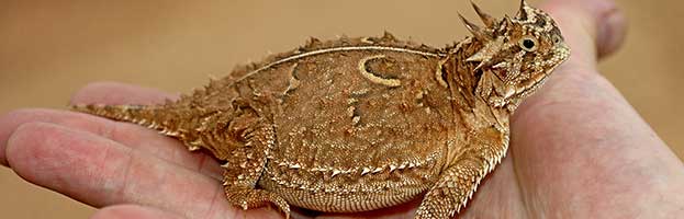 Horned Lizard