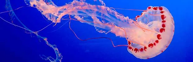 Jellyfish