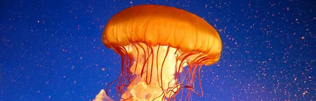 Jellyfish Sting