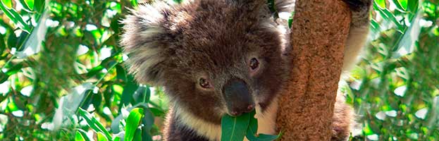 Koala Joey