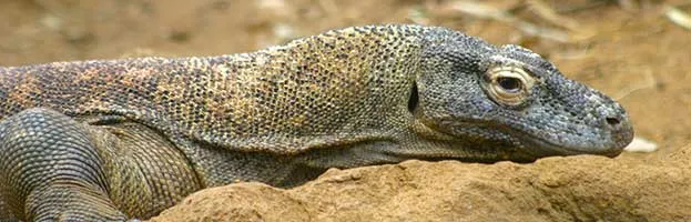 Komodo Dragon