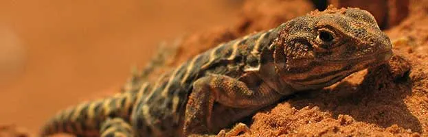 Leopard Lizard