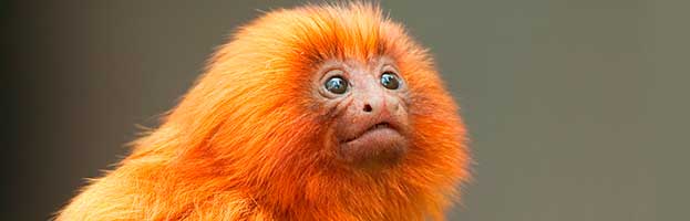 Golden Lion Tamarin Infant Golden Lion Tamarin Infant