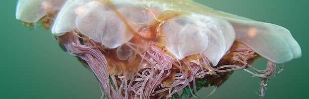 Lion’s Mane Jellyfish
