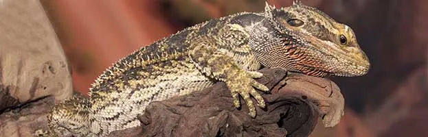 Lizard Evolution