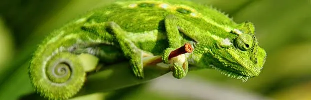 Lizard Habitat and Distribution