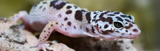 Lizards