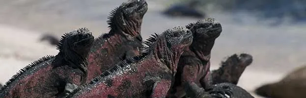 Lizard Reproduction