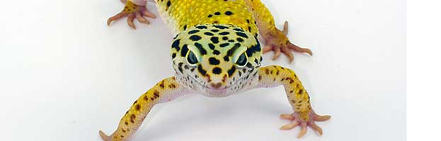 Lizard Species