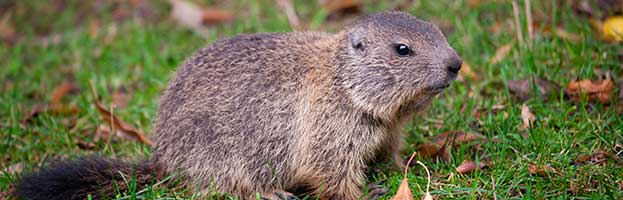 Alpine Marmot Pup
