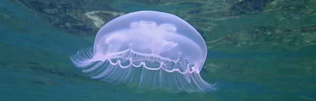 Moon Jellyfish
