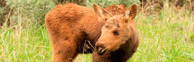 Moose Calves