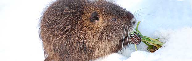 Nutria Cub