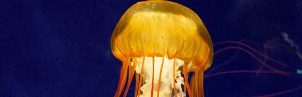 Pacific sea nettle