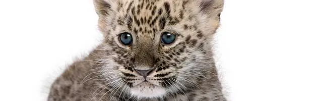 Persian Leopard Cub