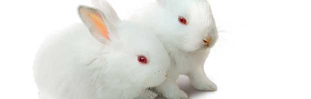 Rabbit Bunnies