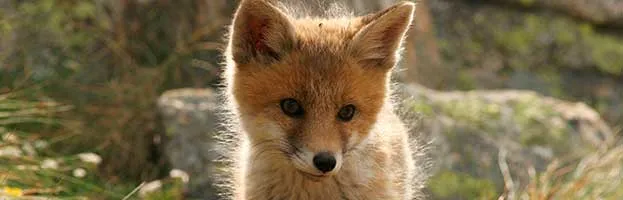Red Fox Cub