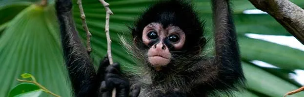 Spider Monkey Infant