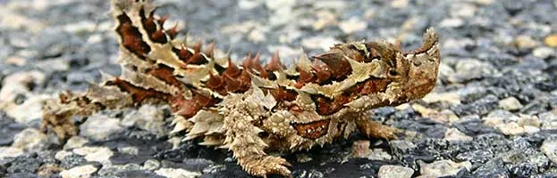 Thorny Devil