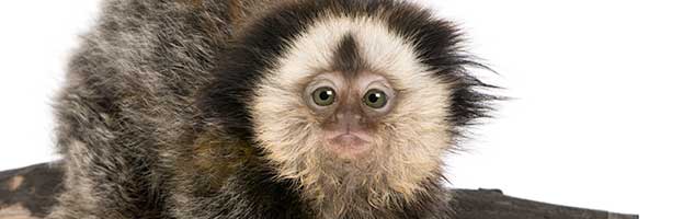 White-Headed Marmoset Infant