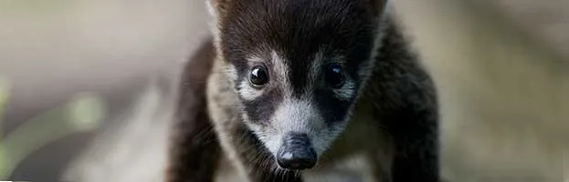 White-Nosed Coati Cub