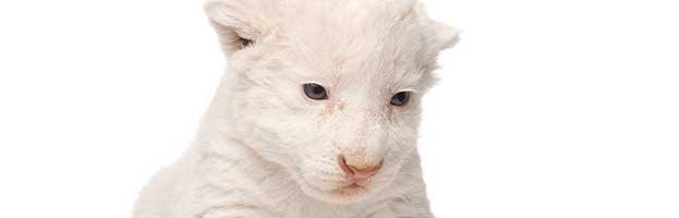 White Lion Cub