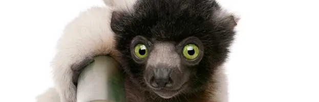 Young Crowned Sifaka