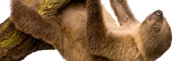 Young Two-Toed Sloth