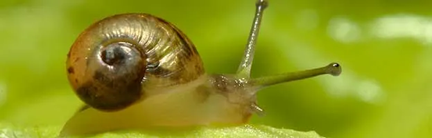 Baby Snail