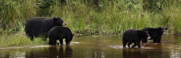 Bear Habitat and Distribution