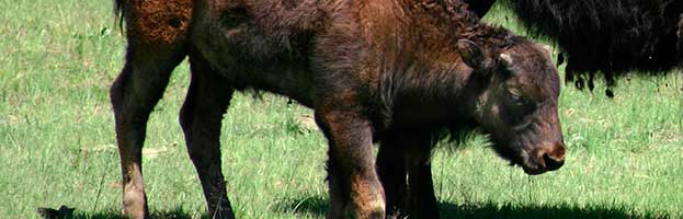 Bison Calf