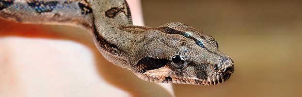 Boa Hatchling