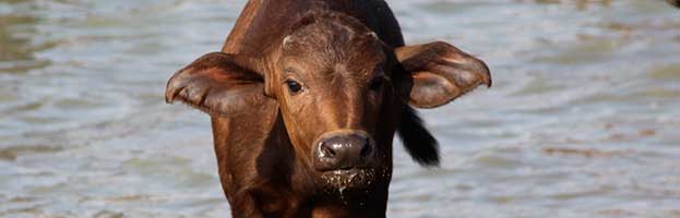 Cape Buffalo Calf