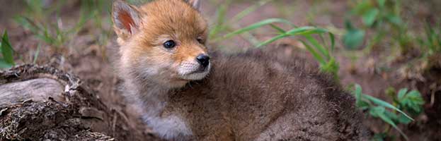Coyote Pup