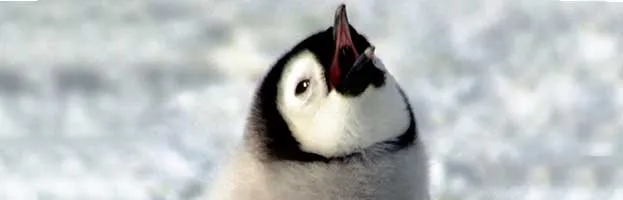 Emperor Penguin Chick