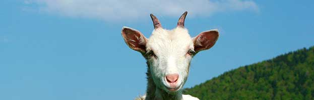 Goat Kid