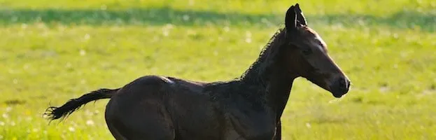 Horse Foal