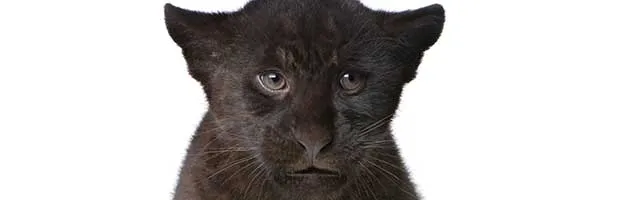 Jaguar Cub