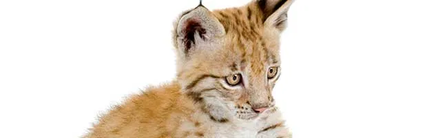 Eurasian Lynx Cub