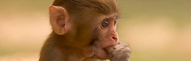 Monkey Infant