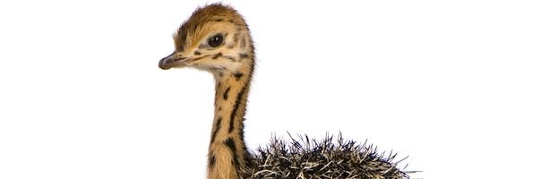 Ostrich Chick