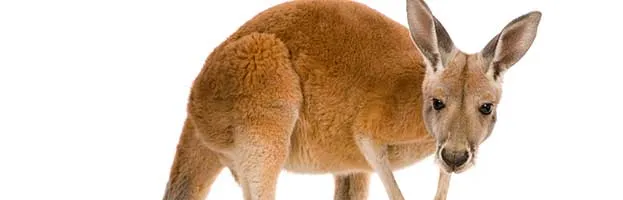 Red Kangaroo Joey