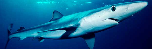 Blue Shark