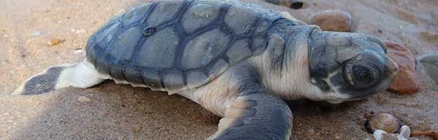 Flatback Sea Turtle