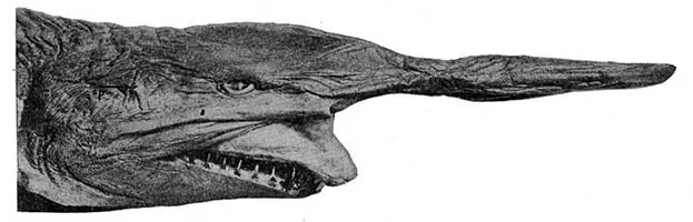 Goblin Shark