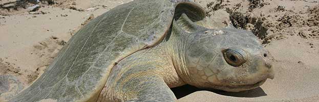 Kemps Ridley Sea Turtle