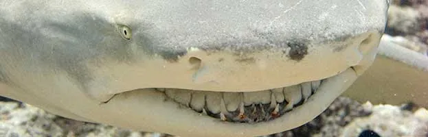 Lemon Shark